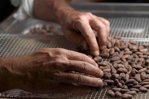 Orfève es la primera manufactura de chocolate artesanal, 100 por ciento suiza