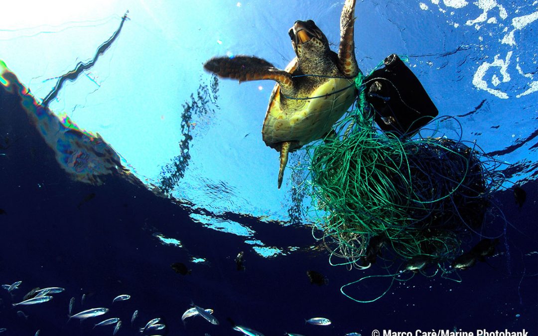 Breitling y Ocean Conservancy: pasión por la conservación de los océanos